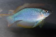 srebrna Ribe Modro-Zeleno Procatopus  fotografija