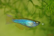 Blågröna Procatopus Ljusblå Fisk