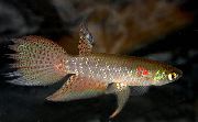 flekket Fisk Pterolebias  bilde