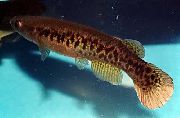 rudas Žuvis Rivulus  nuotrauka