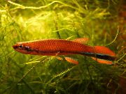 raudonas Žuvis Rivulus  nuotrauka