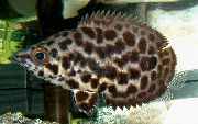 Плямистий Риба Ктенопома Леопардова (Ctenopoma acutirostre) фото