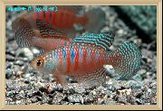 Eterogeneo Pesce Simpsonichthys  foto