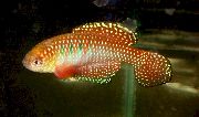 Rouge poisson Simpsonichthys  photo