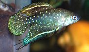 შავი თევზი Simpsonichthys  ფოტო