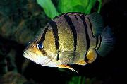 Gestreift Fisch Tiger Barsch (Datnioides, Coius) foto