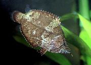 Manchado Peixe South American Leaf Fish (Monocirrhus policantus) foto