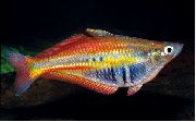 Ποικιλόχρους ψάρι Chilatherina  φωτογραφία