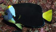 Ποικιλόχρους ψάρι Chaetodontoplus  φωτογραφία