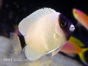 аквариумные рыбки Ангел лирохвостый белый для аквариума, genicanthus-personatus