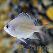 aquarium fish Ternate Damsel Amblyglyphidodon ternatensis silver