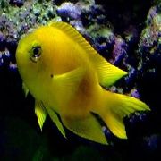 ყვითელი თევზი კანარის ღრმა წყლის Damsel (Chrysiptera galba) ფოტო