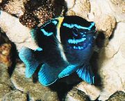 аквариумные рыбки Неоглифидодон синий для аквариума, Neoglyphidodon oxyodon