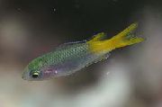 aquarium fish Neopomacentrus  Neopomacentrus  green