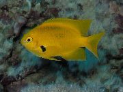 Gelb Fisch Pomacentrus  foto