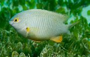 Blanc poisson Stegastes  photo