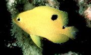 Жовтий Риба Стегастес (Stegastes) фото