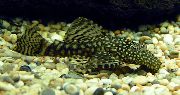 taškuotas Žuvis Bristlenose Šamai (Ancistrus leucostictus) nuotrauka