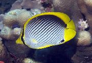 triibuline Kala Must Tagatud Butterflyfish (Chaetodon melannotus) foto