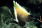 аквариумные рыбки Бабочка вымпельная бурая коричневый для аквариума, 