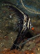 çizgili Balık Batavia Yarasa Balığı (Platax batavianus) fotoğraf
