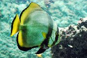 Райета  Кръг Прилеп Риба (Platax orbicularis) снимка