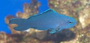 ლურჯი თევზი შემფასებელი (Assessor) ფოტო