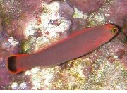 ვარდისფერი თევზი წაგრძელებული Dottyback (Pseudochromis elongatus) ფოტო