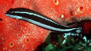 Listrado Peixe Striped Dottyback (Pseudochromis sankeyi) foto