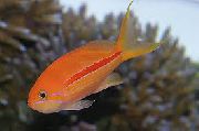 ზოლიანი თევზი Pseudanthias  ფოტო