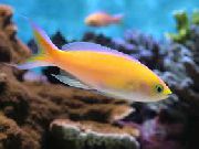 geltonas Žuvis Pseudanthias  nuotrauka