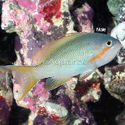 მწვანე თევზი Pseudanthias  ფოტო