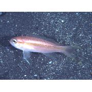 ვარდისფერი თევზი Threadtail Anthias. (Tosana niwae) ფოტო