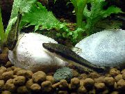 შავი თევზი ჯუჯა Otocinclus (Otocinclus affinis) ფოტო