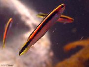 Gestreift Fisch Trachinops  foto