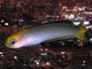 Grau Fisch Trachinops  foto