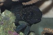 črna Ribe Plesiops  fotografija