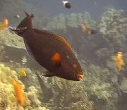 მდუმარე Parrotfish შავი თევზი