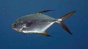 Stříbro Ryby Snubnose Pompano (Trachinotus blochii) fotografie