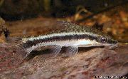 Смугастий Риба Отоцінклус Шірокополосий (Otocinclus vittatus) фото