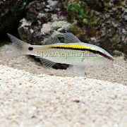 Paski Ryba Kreska-Kropka Goatfish I-Żółty Powrotem (Goatfish) (Parupeneus barberinus) zdjęcie