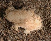 pembe Balık Hispid (Tüylü) Anglerfish (Antennarius hispidus) fotoğraf