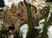 споттед Риба Индиан Англерфисх (Antennarius indicus) фотографија
