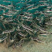 Listrado Peixe Coral Catfish (Plotosus lineatus) foto