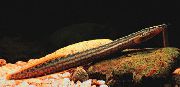 Reperat Pește Track Eel Anvelope (Gymnothorax miliaris) fotografie