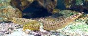 bodkovaný Ryby Zigzag Žltý Chvost Úhor (Mastacembelus pancalus) fotografie