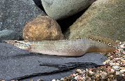 Oro Pescado Anguila Spiney (Macrognathus siamensis) foto