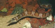 მყივანი თევზი ტანგანიიკის Eel (Aethiomastacembelus ellipsifer) ფოტო