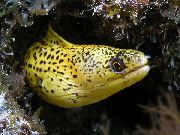 auksas Žuvis Golden Mureninės (Gymnothorax miliaris) nuotrauka