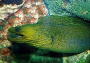Πράσινος ψάρι Πράσινο Χέλι (Gymnothorax funebris) φωτογραφία